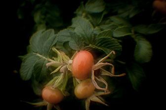 Botanicals
