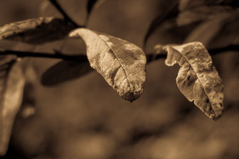 Botanicals