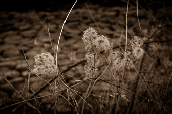 Botanicals